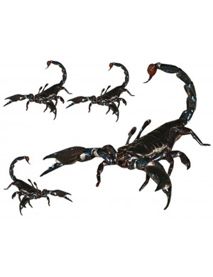 Scorpions (1x21.5cm & 3x8.5cm) - Sticker/autocollant
