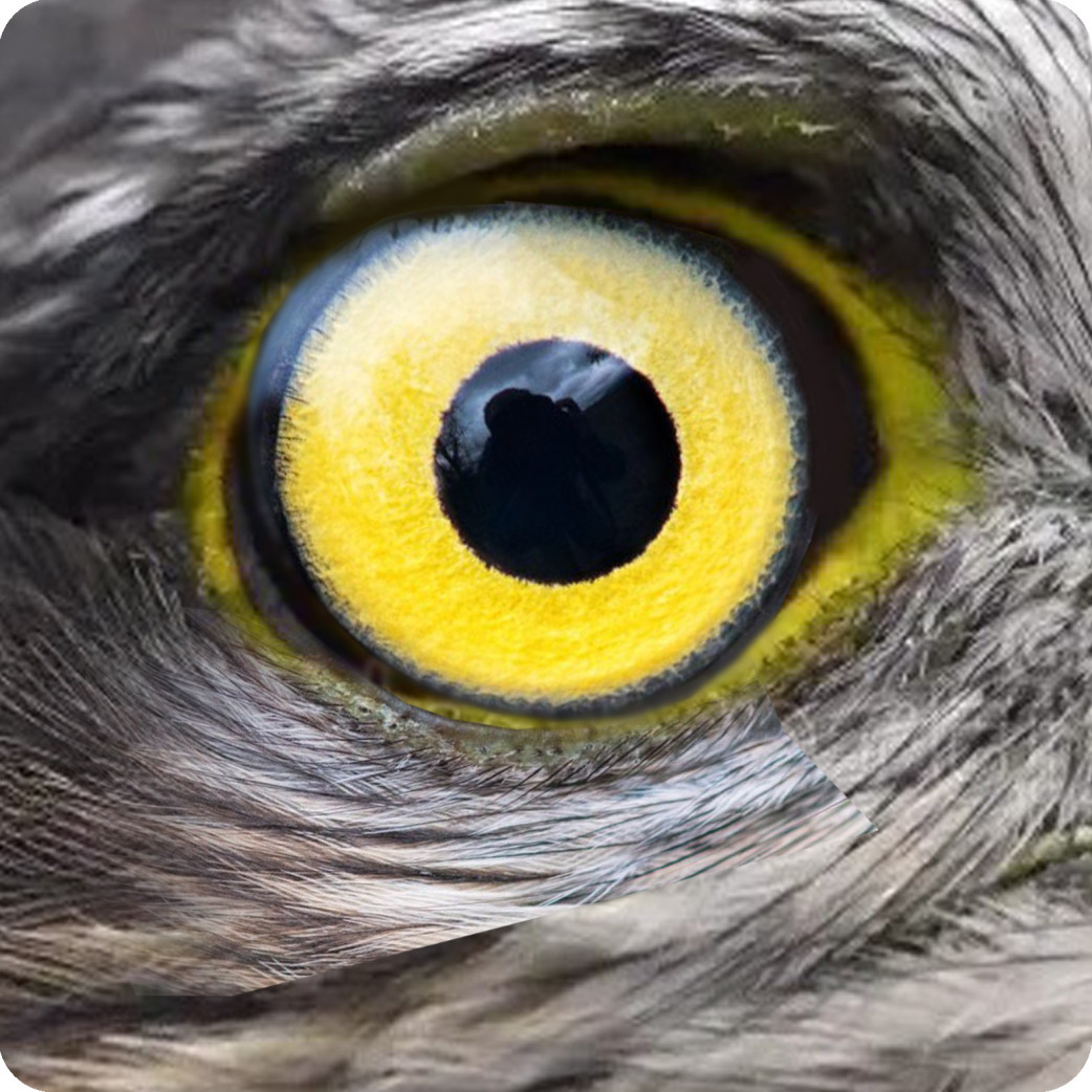 Oeil de faucon (5x5cm) - Sticker/autocollant