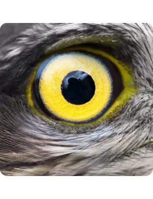 Oeil de faucon (10x10cm) - Sticker/autocollant